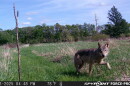 Gray wolf trotting by a trail camera in Columbia County, Wisconsin on May 18, 2026.