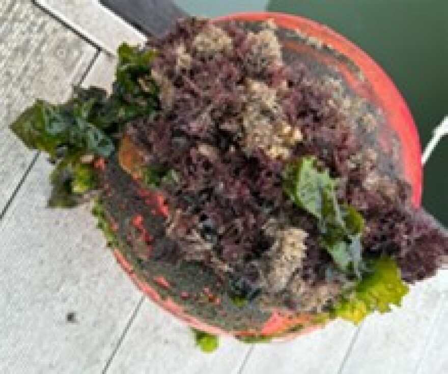 A biofouling sample: green and brown organisms that look like moss and seaweed sit on a dock
