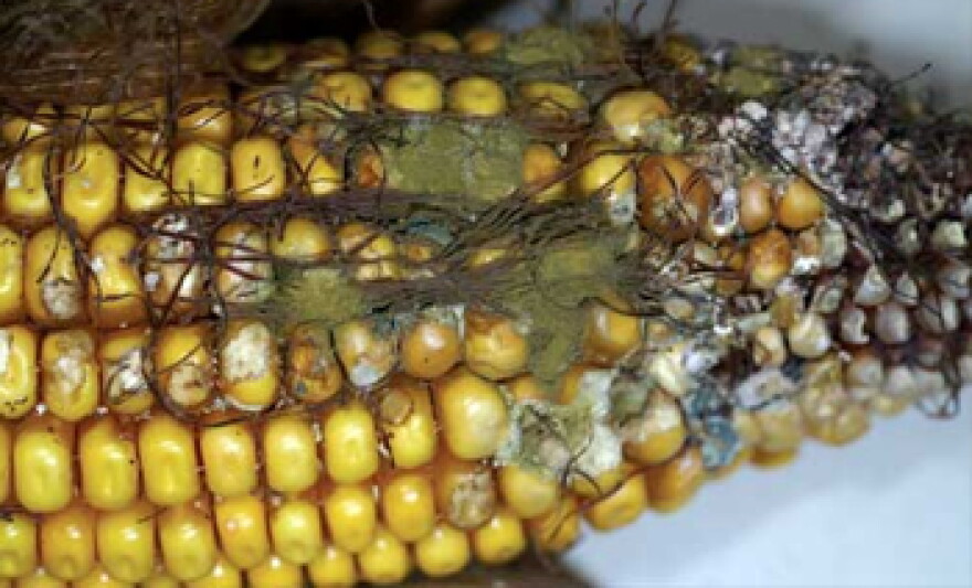 Aflatoxin infected corn