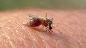 A mosquito sucks on a person's hand. Its body is swollen with blood.