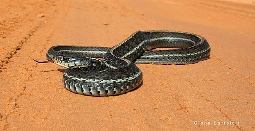 Eastern garter snake