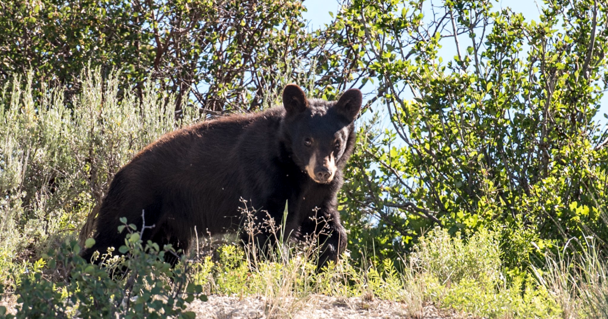 A black bear in Cache Valley was euthanized after being found in poor physical condition. | Utah Public Radio