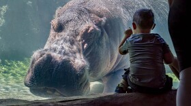 The smallest to biggest zoo animals you can think of get a necropsy after they die.