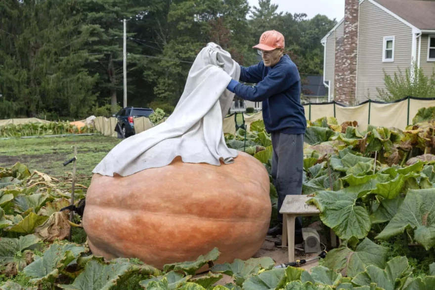 Early in the morning, giant pumpkin grower Steven Connolly removes a cover from a pumpkin he estimates to weigh around 1500 pounds.