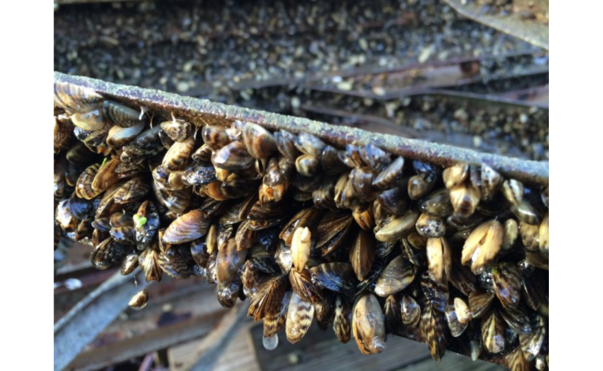 Zebra Mussels breed rapidly and form thick clumps on boats, rocks, and pipes.