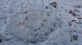 Turtle nest on beach