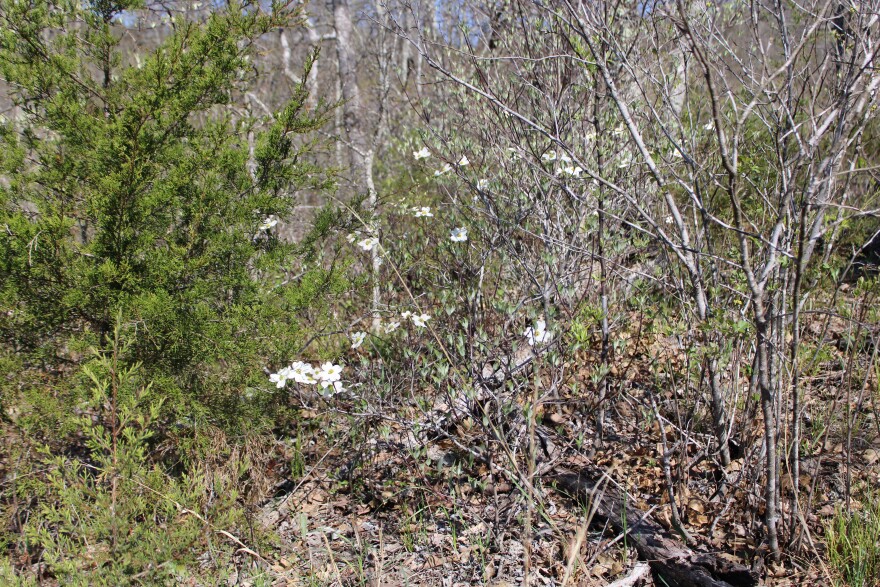 A native dogwood tree at Cedar Gap Conservation Area in Missouri in April 2025.