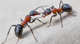 Two European red wood ants are pictured in a forest near Birkenwerder, northeastern Germany. (Patrick Pleul/AFP via Getty Images)
