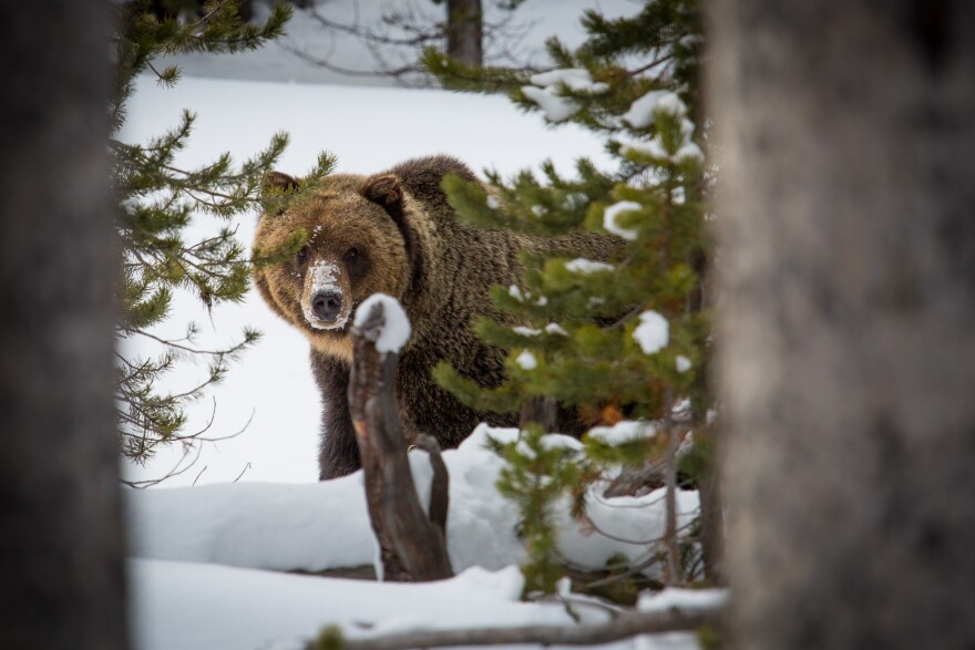 Grizzly bear in Yellowstone National Park.