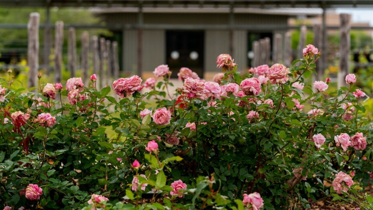 Prune your roses before they break winter dormancy to make sure they stay healthy and productive for that pop of color around your home.