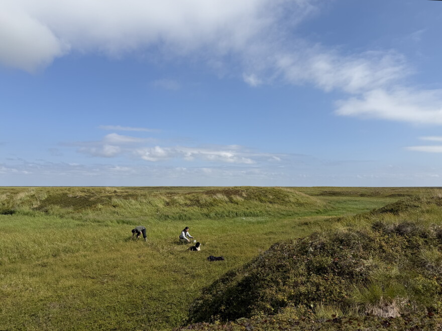 Members of the Paul family pick salmonberries on tundra off the Kugkaktlik River near Kipnuk on Aug. 12, 2026.