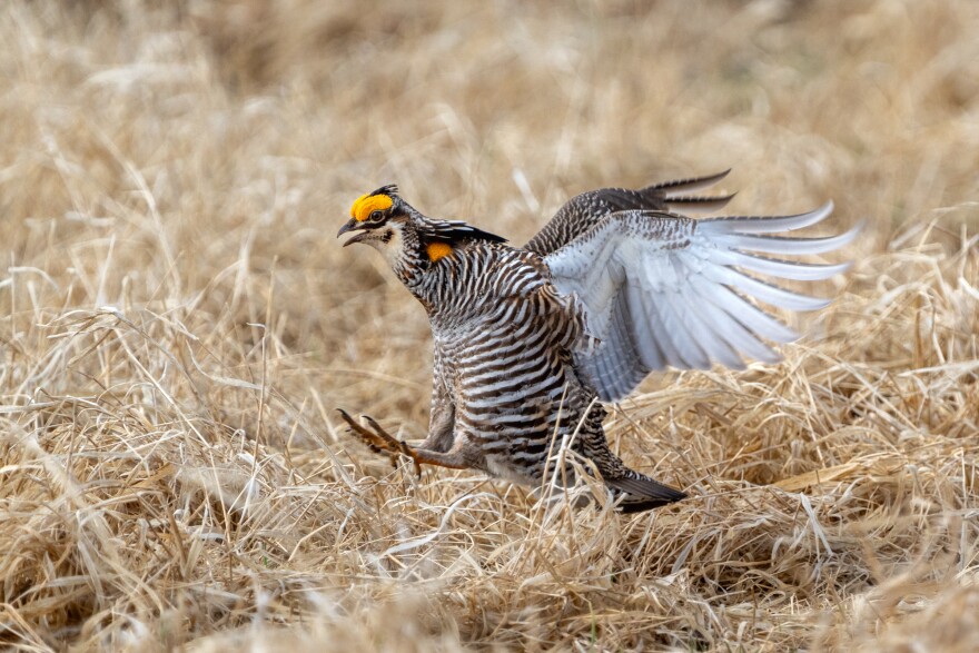 A male Prairie Chicken on the booming grounds at Hamden Slough National Wildlife Refuge in Becker County.