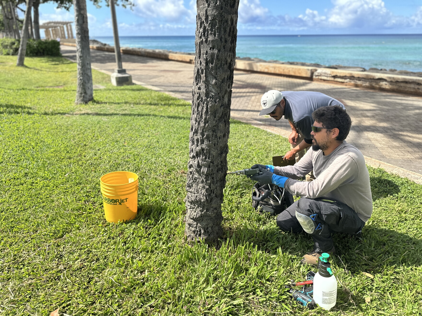 The race begins to protect Honolulu palm trees from coconut rhinoceros ...