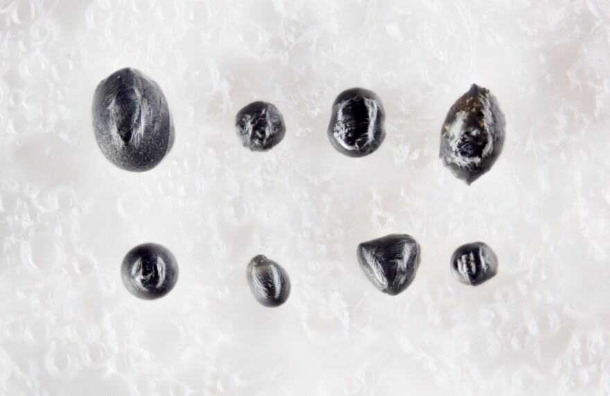 Eight shiny black rocks of varying shapes and sizes sit on a white background.