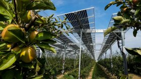 Apple trees are growing in rows underneath tall solar panels. The apples are green with green leaves on the trees. There is brown dirt and green grass in between the rows of apple trees. The blue sky is pictured behind gray and white solar panels, which are placed on top of metal stands.