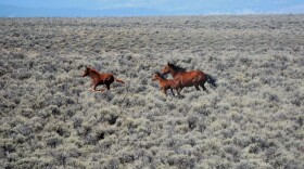Wild horses run across the rangeland in central Nevada's Pancake Complex during a BLM roundup in January 2022. 