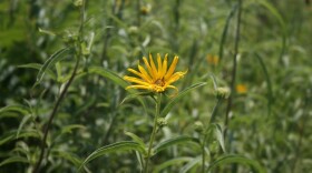 Maximilian Sunflower. Note the folded and curved leaves.