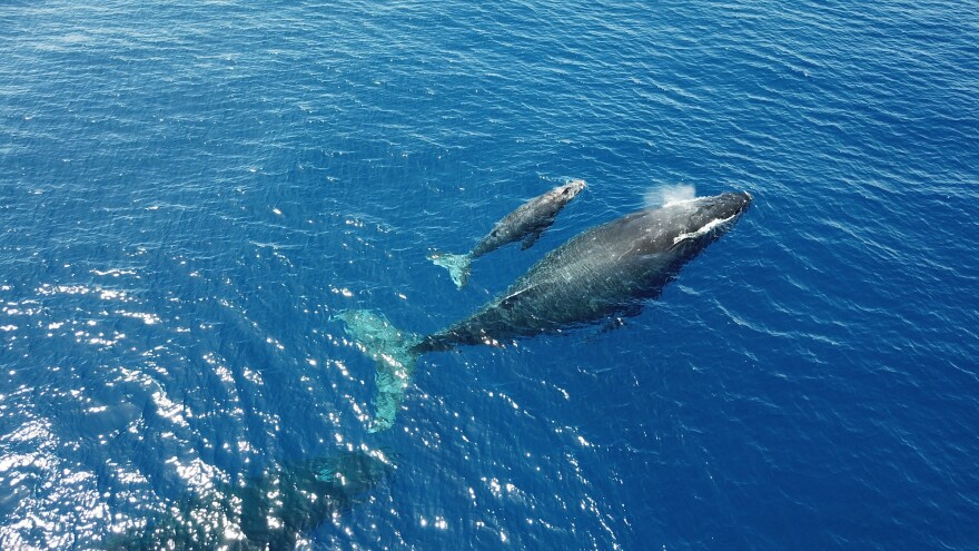 Mother and baby humpback whale