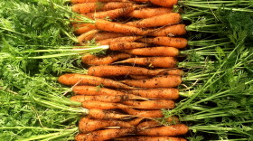 Carrots from Dayton Urban Grown, a training farm on Xenia Avenue in the city. Founder Lisa Helm says the classes she offers have been packed since the pandemic reached America.