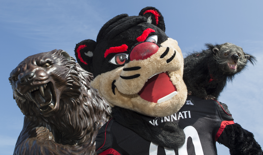 cincinnati bearcats