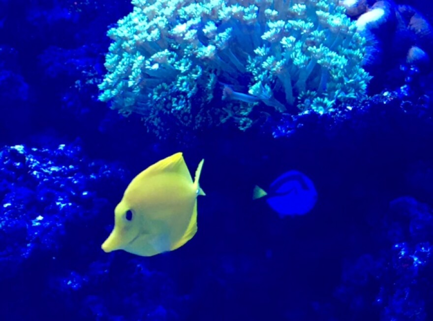 The Ocean Floor store manager says a blue tang can cost between $50 and $250.
