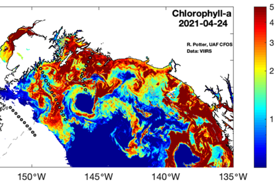 Chlorophyll levels in the Gulf of Alaska as measured by a satellite in April. (University of Alaska Fairbanks)