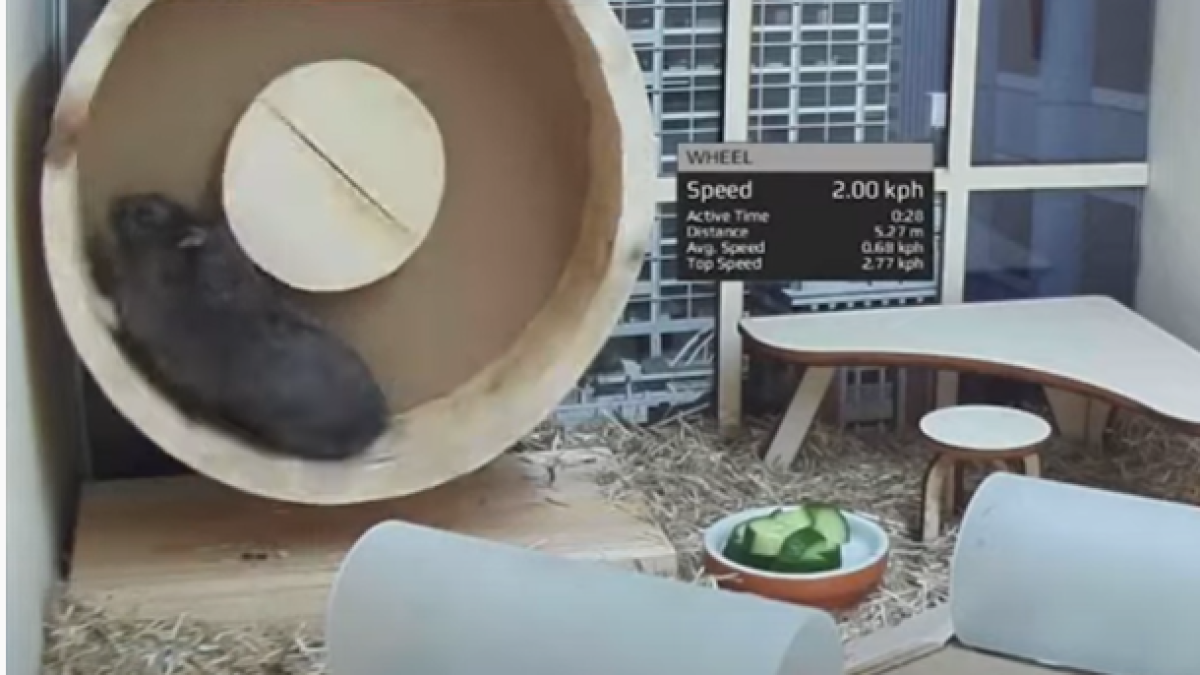 A Crypto-Trading Hamster Performs Better Than Warren Buffett And The S&P  500 | WUNC News