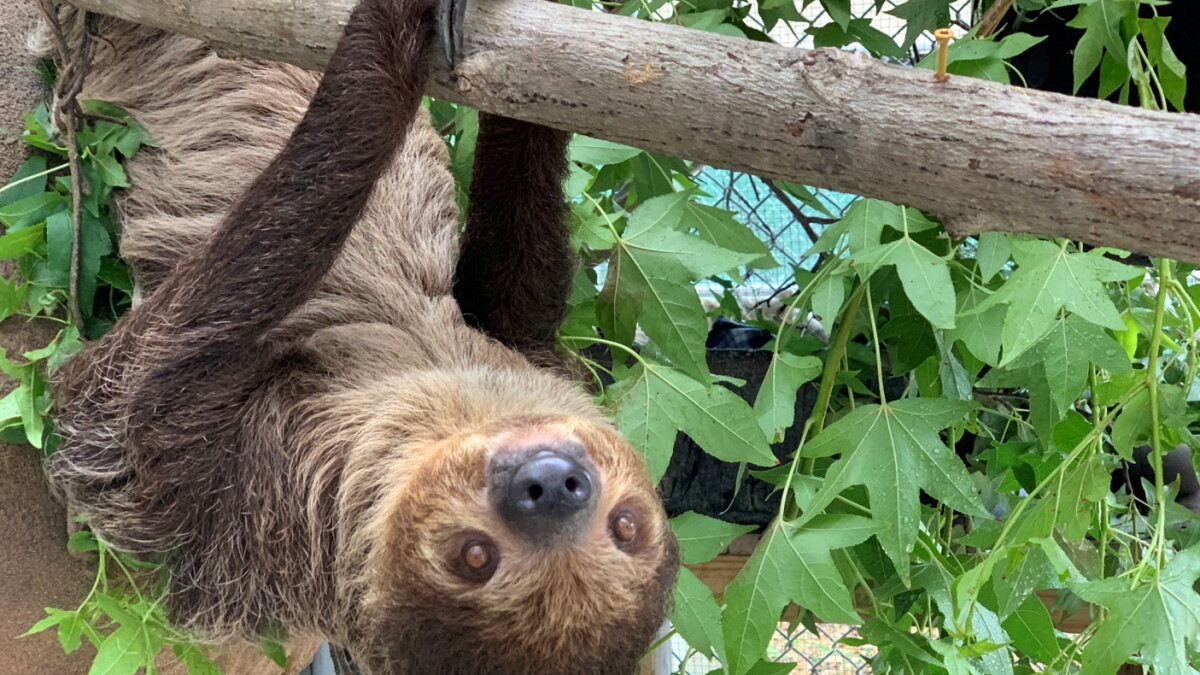 After Sloth World fallout, two Florida lawmakers seek federal ban on wild sloth imports