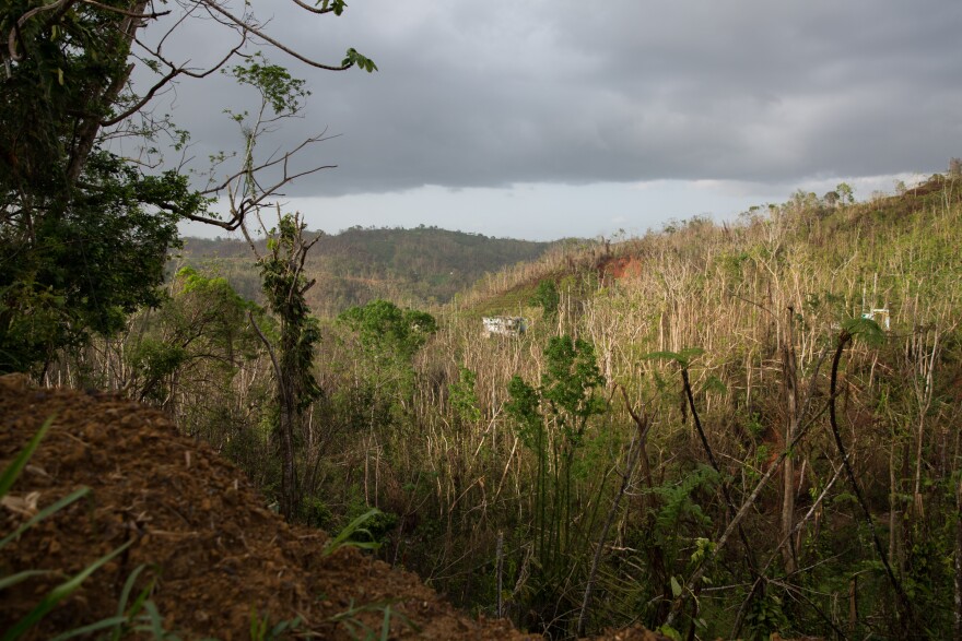 Trees stripped bare by Hurricane Maria along a mountain road on the west side of Puerto Rico in October 2017.