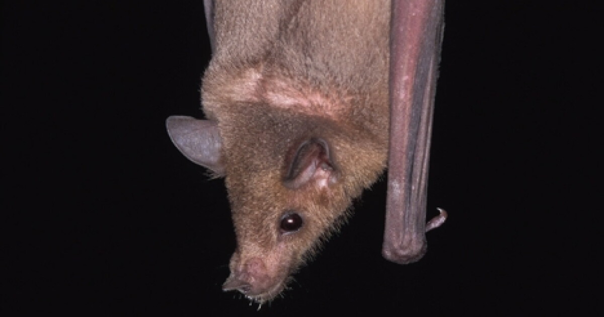 Ongoing Study Tracks Southern AZ Bat Migration Patterns