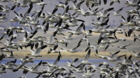The evening fly-offs of geese on the Klamath Basin refuges draws many visitors during the winter migration period.