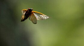 A periodical cicada, a member of Brood X, takes flight in the tree tops in Takoma Park, Maryland.