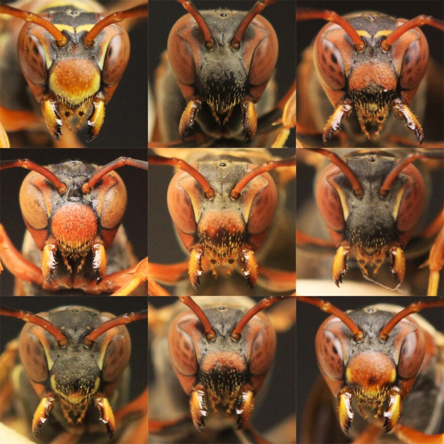 Facial spots, speckles and stripes can all be used to tell wasps apart. Elizabeth Tibbetts figured out that the insects recognize the differences in faces, just as humans do.