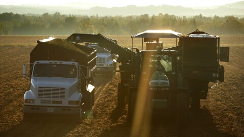 In this Sept. 25, 2014, file photo, a mechanical harvester fills trucks with potatoes in Mapleton, Maine.