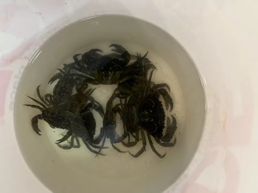 Invasive green crabs in a bucket of sea water. To keep the crabs alive while more information is collected, Metlakatla’s Division of Fish and Wildlife are keeping them in a bucket of cool in a refrigerator. (Albert Smith)