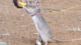 APOPO HeroRAT tea egg training  Dammies trainee HeroRAT swaps a tea egg containing a sample of TNT he has just found for a banana treat