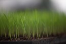 Several varieties of rice grow in a greenhouse on April 4, 2023, at Jubilee Justice on Inglewood Farm in Alexandria, Louisiana.