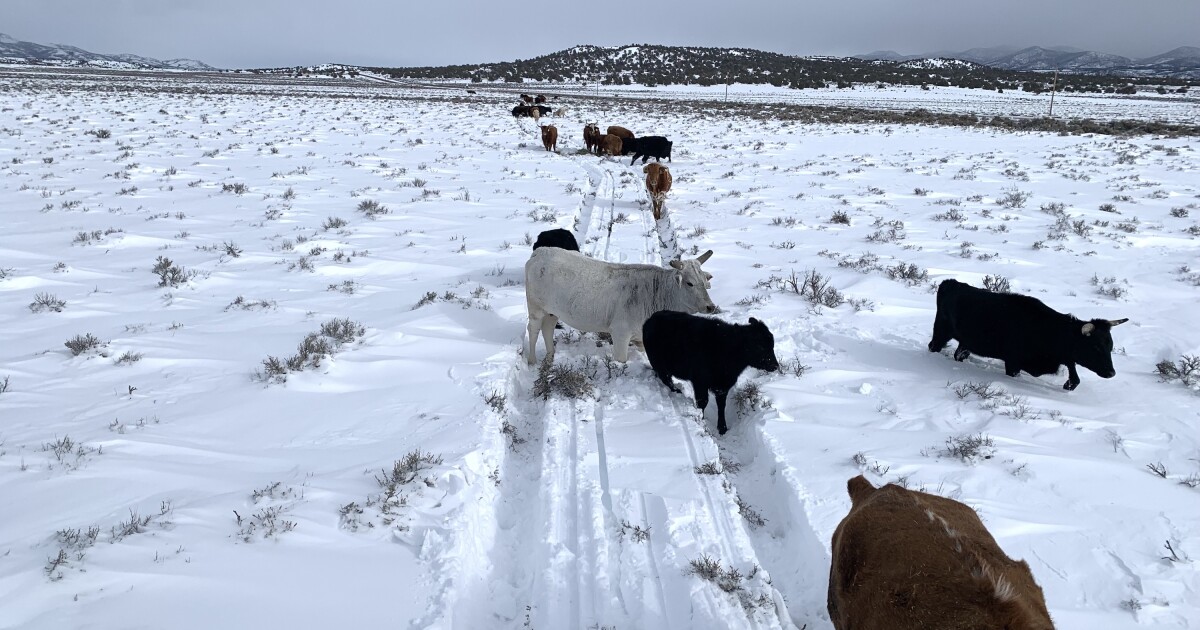 Nevada, Colorado, Wyoming and Utah ask USDA to help livestock industry