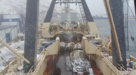 actory Trawlers like the F/T Alaska Ocean, pictured here in Dutch Harbor in 2023, harvest Alaska pollock in the Bering Sea and process it onboard, producing fillets, surimi and fish oil all aboard the ship.