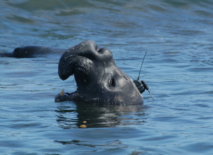 This bull elephant seal is carrying a tag which allows researchers to follow his movements in real-time. The tag is glued to the fur, which is molted each year.