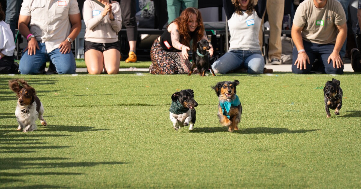 Utah’s 3rd annual Millcreek Doxie Derby delivered maximum dachshund joy