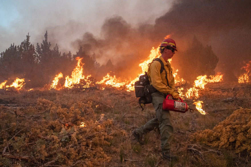 A firefighter lighting downed trees on fire in a forest, several of which are burning in the background.