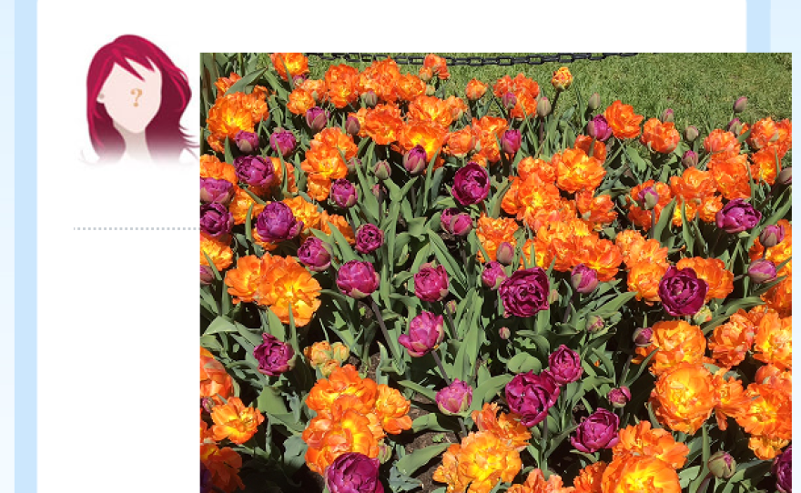 Who will be crowned the new Tulip Queen?