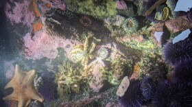 Sea stars and urchin in a tidepool.
