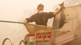 Workers save adult fish at the Rock Creek Hatchery in Oregon during fires that swept through the region in September 2020. CREDIT: Matt Hill