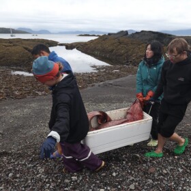 A team carries the goose-beaked whale fetus to their boat.