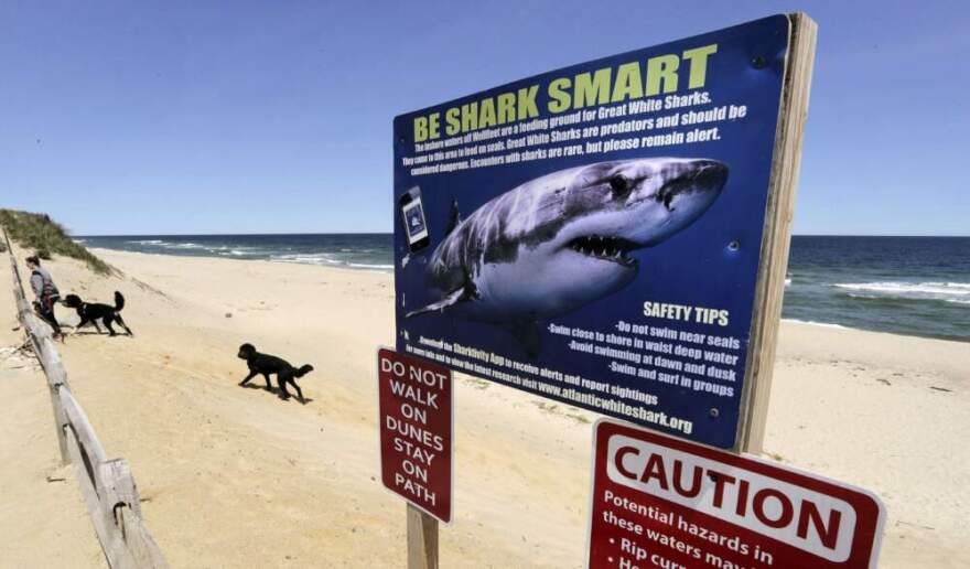 Newcomb Hollow Beach in Wellfleet, where a boogie boarder was bitten by a shark in 2018 and later died of his injuries. (Charles Krupa/AP)