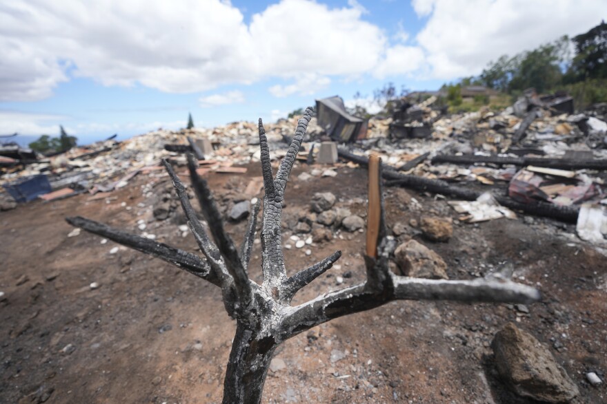 A burnt tree stands in front of a home destroyed by a wildfire on Monday, Aug. 14, 2023, in Kula, Hawaii. Kula was ravaged by a wildfire the same day one ripped through Lahaina. (AP Photo/Rick Bowmer)