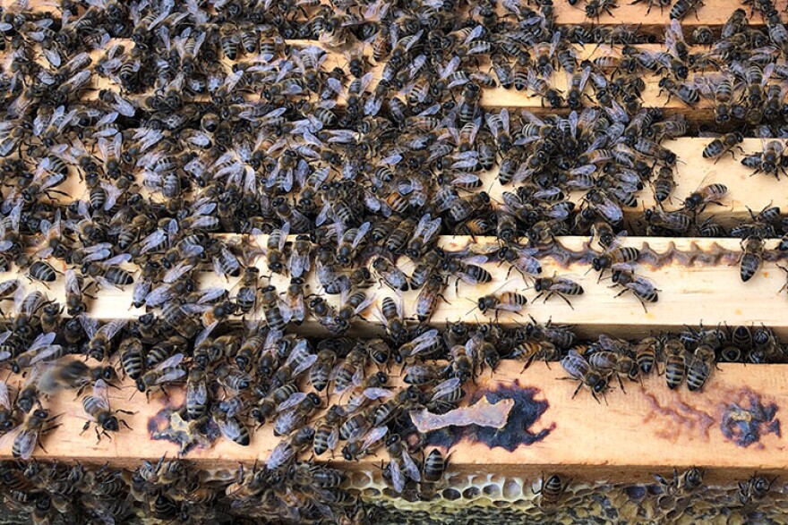 Current city ordinances that limit or restrict beekeeping will not be affected by legislation sent to Gov. Eric Holcolmb this week.