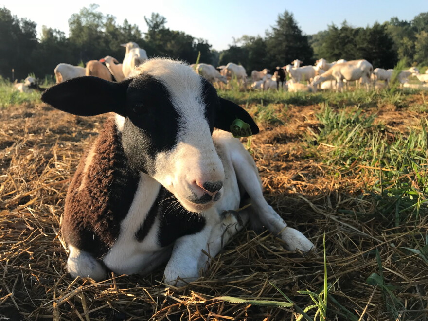 Nelson's family owns and operates a 400-acre farm in Alamance County.